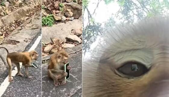 Macaco rouba celular de turista e faz 'selfies' na Tailândia.