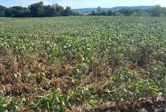 Seca afetou o desenvolvimento dos pés de soja no campo, o que fica evidente para quem percorre a região centro-norte do Rio Grande do Sul.