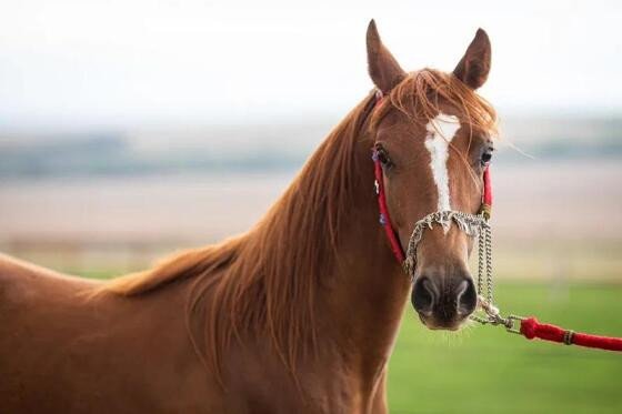 Saiba como prolongar a vida do equino.