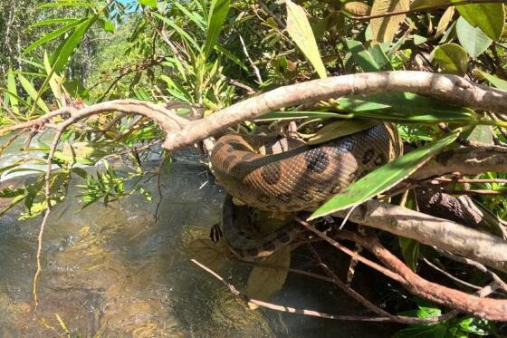 Filhote de sucuri “tira soneca” em árvore e encanta turistas em Chapada dos Guimarães/MT.