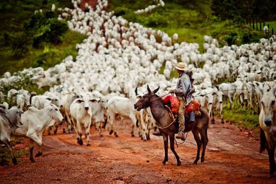 gado, vaca 