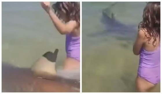 Vídeo mostra tubarão nadando entre crianças antes de ataque em Israel.