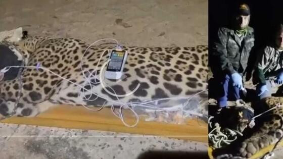 Onça-pintada que matou caseiro é capturada no Pantanal magra e abaixo do peso.