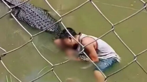 homem atacado por crocodilo