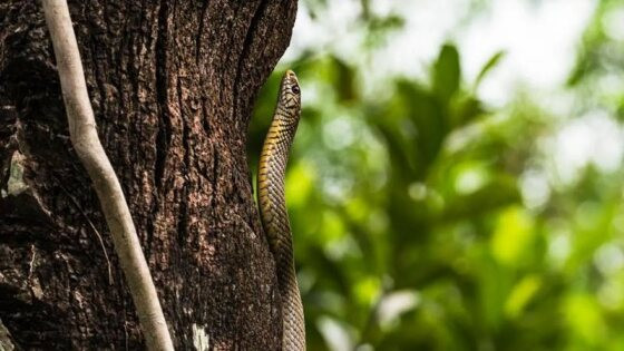 cobra