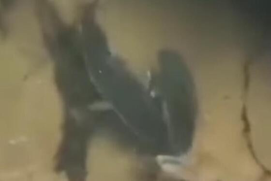 foto de peixes