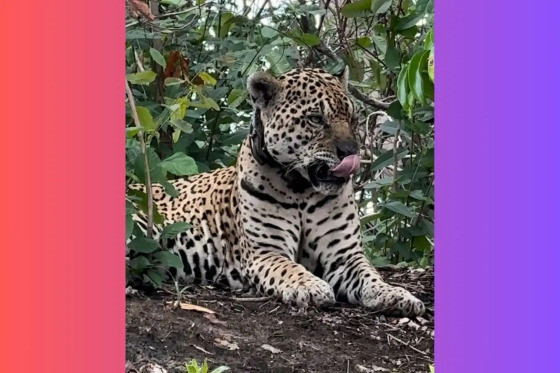 onça no pantanal
