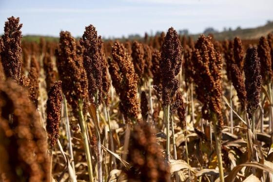 sorgo