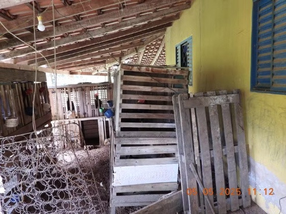 rinha de galo 