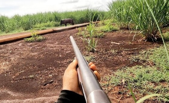 caçando javali
