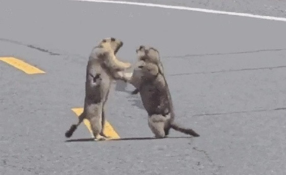 marmotas