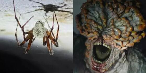 aranha zumbi
