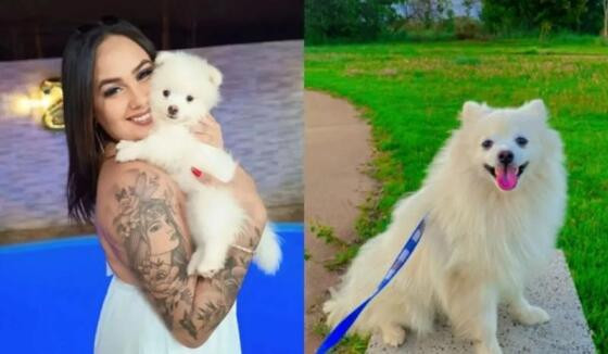 cachorro morto