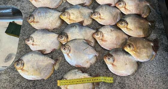 peixes apreendidos