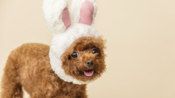 A influenciadora compartilha sua experiência e como o Dog Reborn trouxe amor sem as responsabilidades de um pet.