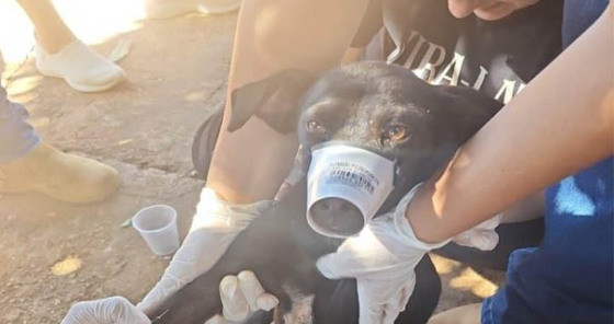cachorro capa
