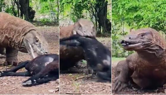 dragão de komodo