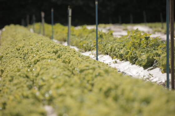 agricultura