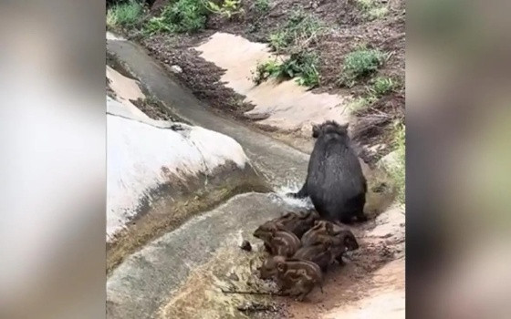 Javali e filhotes passando sufoco em queda d’água.