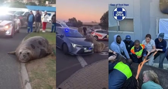 Elefante-marinho circula por ruas na África do Sul.