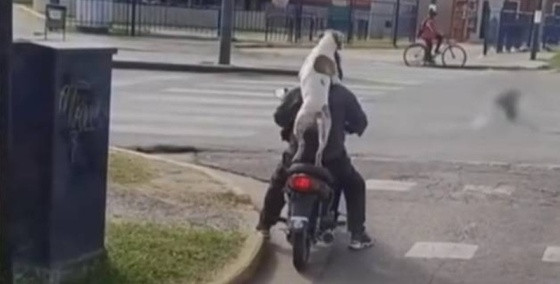 carona canina