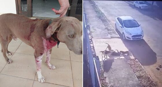 ataque de pitbull