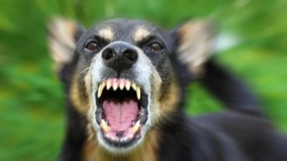 cachorro latindo