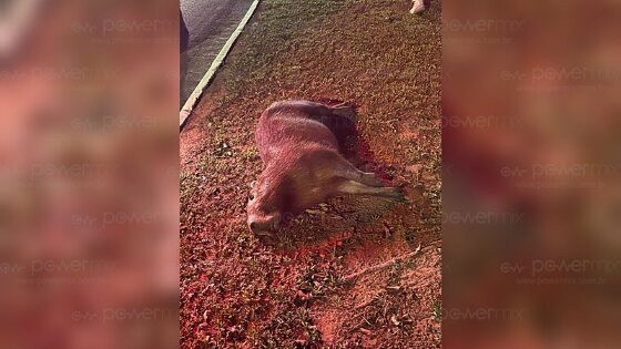 capivara morta