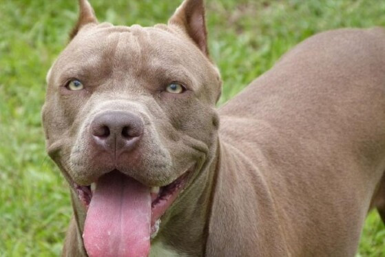 pit bull
