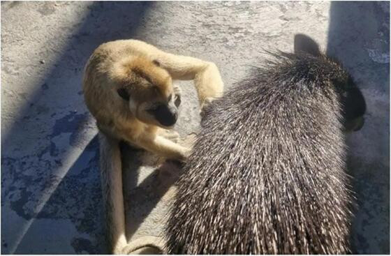 macaco e porco-do-mato