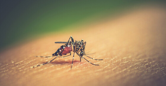 DENGUE