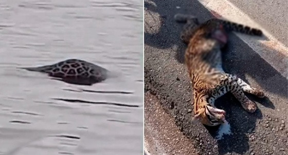 onça jaguatirica mortas mt