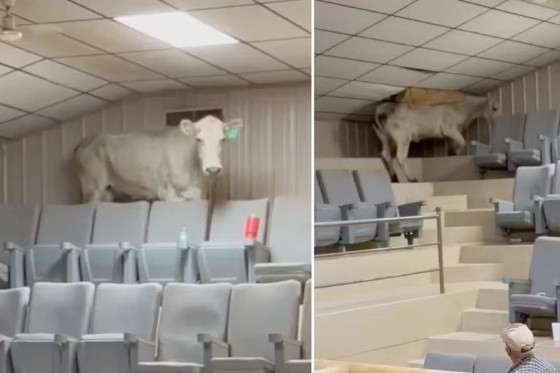 Vaca invade arquibancada e causa confusão em leilão de gado nos EUA.