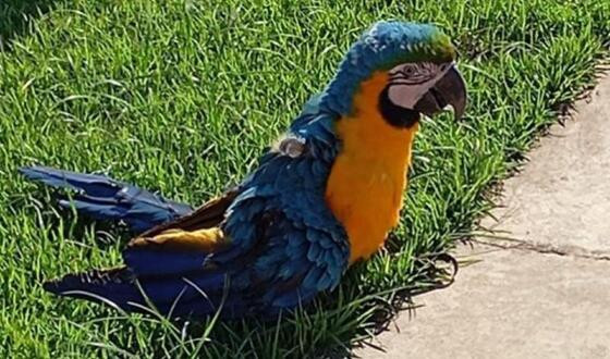 Arara
