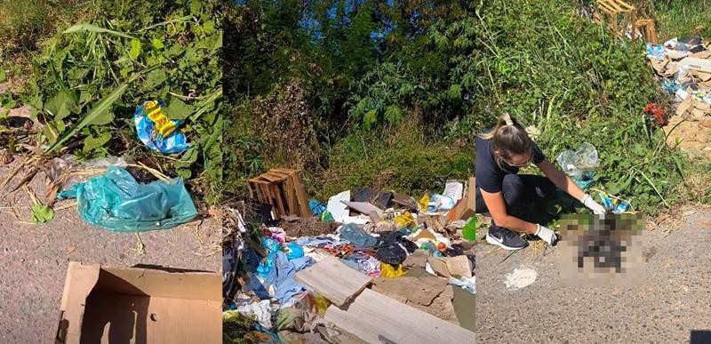 corpos de gatos encontrados