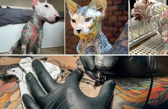gatos e cães