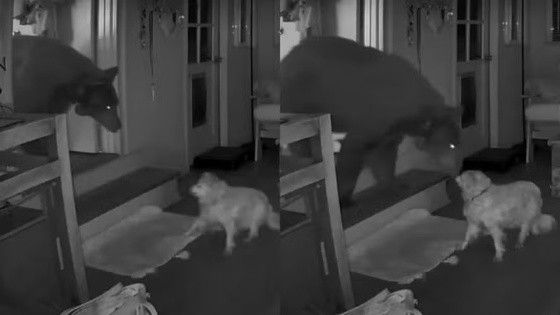 Cachorro de 17 anos enfrentou urso na Califórnia.