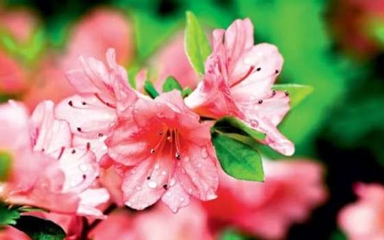 Azaleia é uma das plantas recomendadas para o inverno.