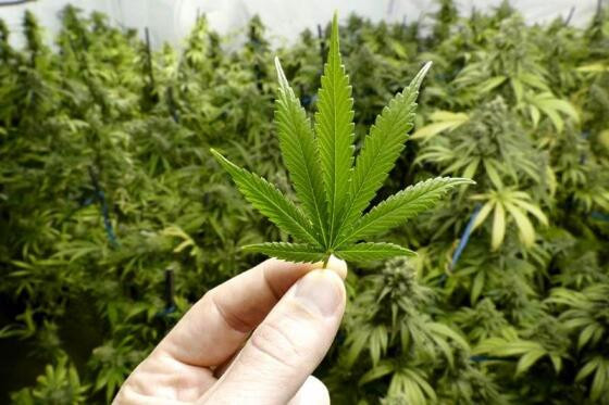 maconha capa