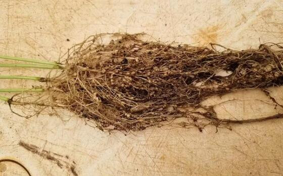 Na safra 2024/25, algumas raças de nematoides de cistos tiveram aumentos expressivos em MT.
