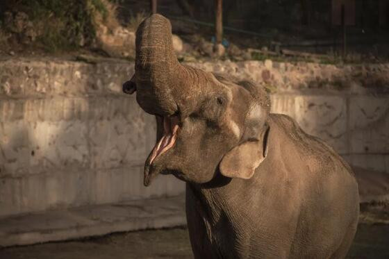 Elefante