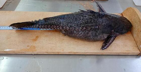peixe abotoado