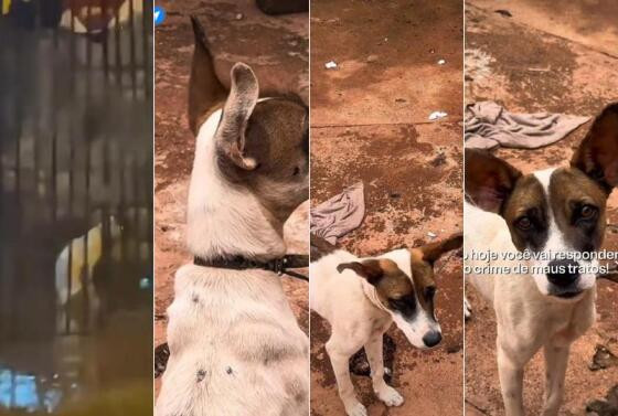 cachorro pirulito