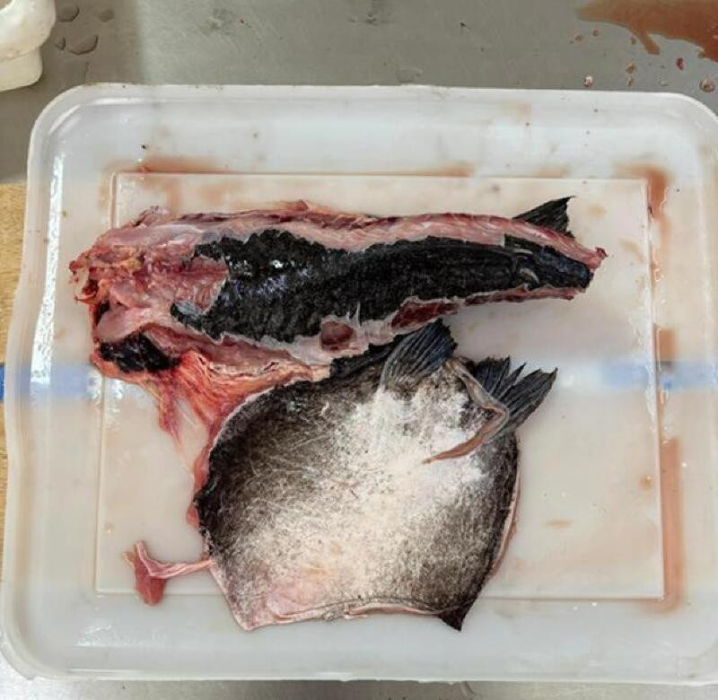 peixe abotoado