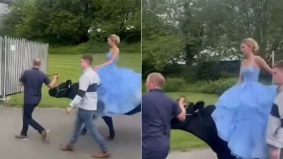 Chloe Fitton, de 15 anos, chegou na formatura com Oasis, a vaca da família.