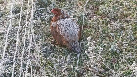 Galinha chama atenção de criadora por proteger filhotes do frio.