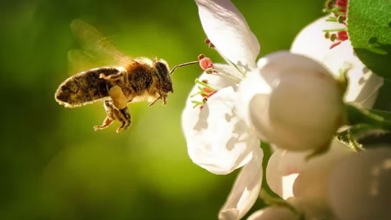 Sem néctar para consumir, as abelhas não polinizam as plantas.