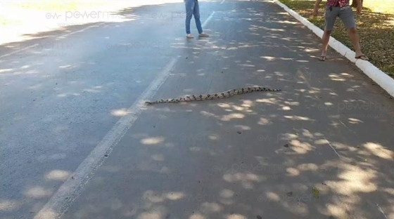 cobra atravessando rua