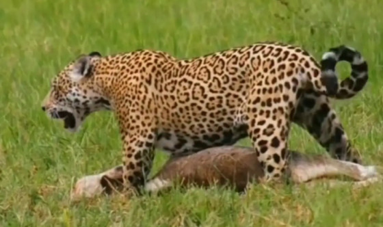 onça pintada