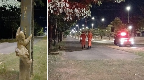 bicho preguiça av. das araras